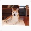 犬のノーリード問題