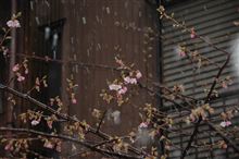 三連休は雪？走れな～い(T_T)