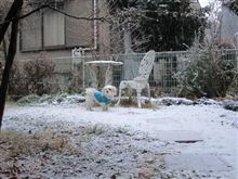 雪の日の散歩