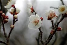 カメラ目線のカワイイ奴