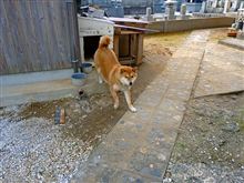 コロ コロ