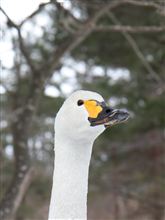 なぜそんなに「カメラカメラ」なのか なぜそんなに「カメラカメラ」なのか
