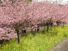河津桜　見ごろ