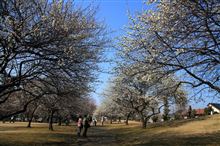 plum blossom