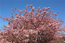 河津桜＆沼津漁港ドライブ♪