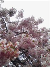 早桜