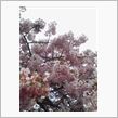 早桜