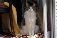 私立探偵マリアの事件簿　ねこまんま浮気事件（推理編）