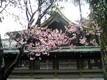 春の訪れ 寒緋桜