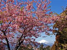 河津桜