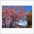 河津桜