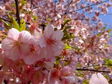 桜色