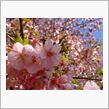 桜色