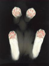 猫の秘密　其の19