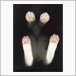 猫の秘密　其の19