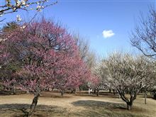 野川公園の梅