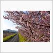 桜を見ながら帰途に
