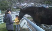 お馬さんにエサやり