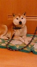 今日のわんこ 今日のわんこ