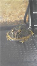 ｳｻﾋﾞｯﾁに出てくる