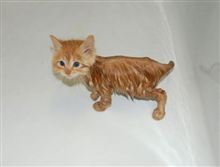 猫の秘密　其の20