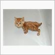 猫の秘密　其の20