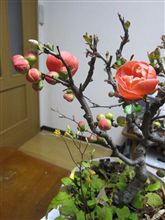 植木鉢に春が来た