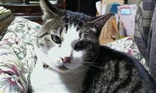 コタツとねこ