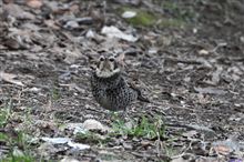 ツグミがニラムのよ
