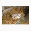 猫の秘密　其の２１