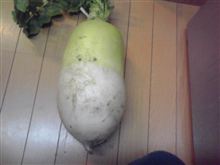 で、でかい