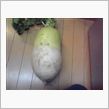 で、でかい