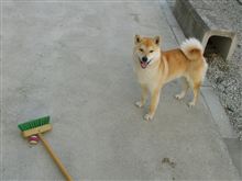 柴犬［天］のｍｙブーム　［デッキ　Ｄｅ　ホッケー］