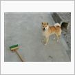 柴犬［天］のｍｙブーム　［デ ...