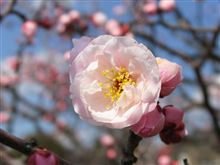 梅の花が咲きました。
