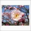 梅の花が咲きました。