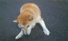 可愛いそうなこと 可愛いそうなこと