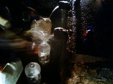 山奥で湧水汲み
