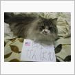 猫の秘密　其の２２