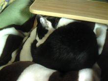 自然の猛威。。。 自然の猛威。。。