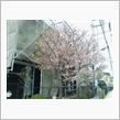 近所の河津桜 @March  ...
