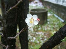 東日本大震災・・・・　皆様ご心配お掛けしました