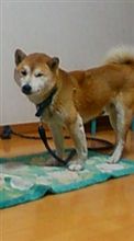 助け合い 助け合い
