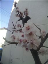 産め！
