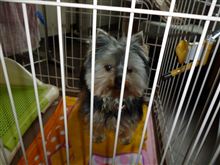 ワンコも被災者（犬）