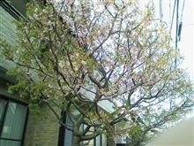 近所の河津桜 @March 19th, 2011