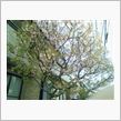 近所の河津桜 @March  ...