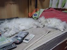 余震で、被害が大きくなった・・・？