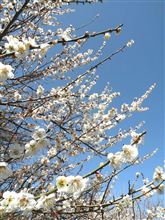 早く来て。