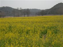 桶ケ谷沼の「黄色い絨毯」
